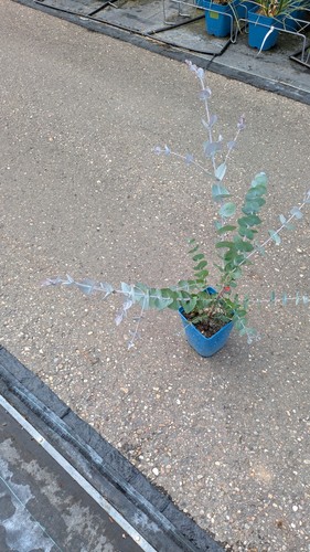 Eucalyptus cinerea oder - 2x,